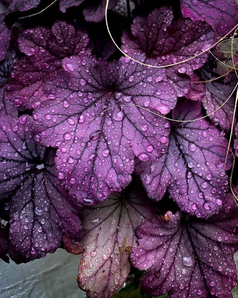 Heuchera Plant instagram @ledward1