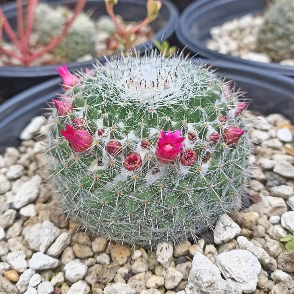 Mammillaria hahniana instagram @marsorami