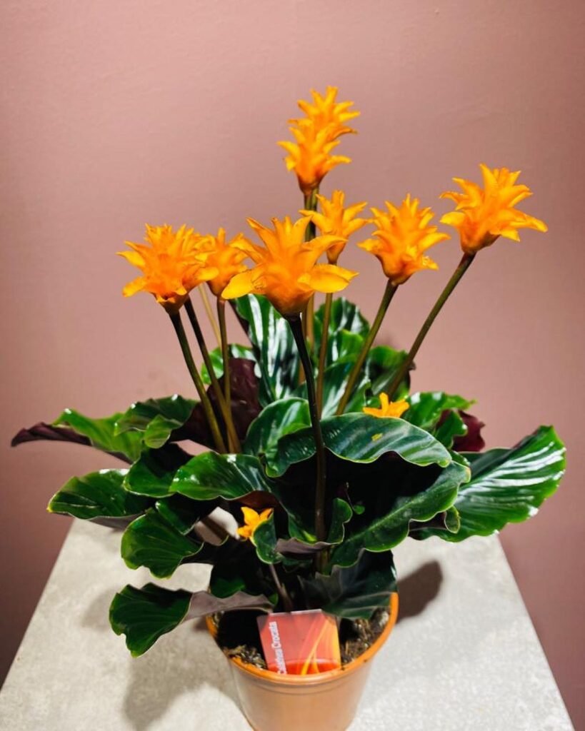 Calathea Crocata instagram @meritflower