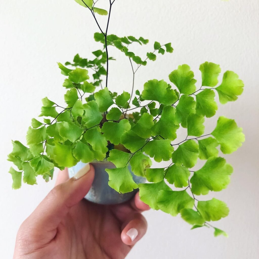 Adiantum raddianum instagram @_plantdandy