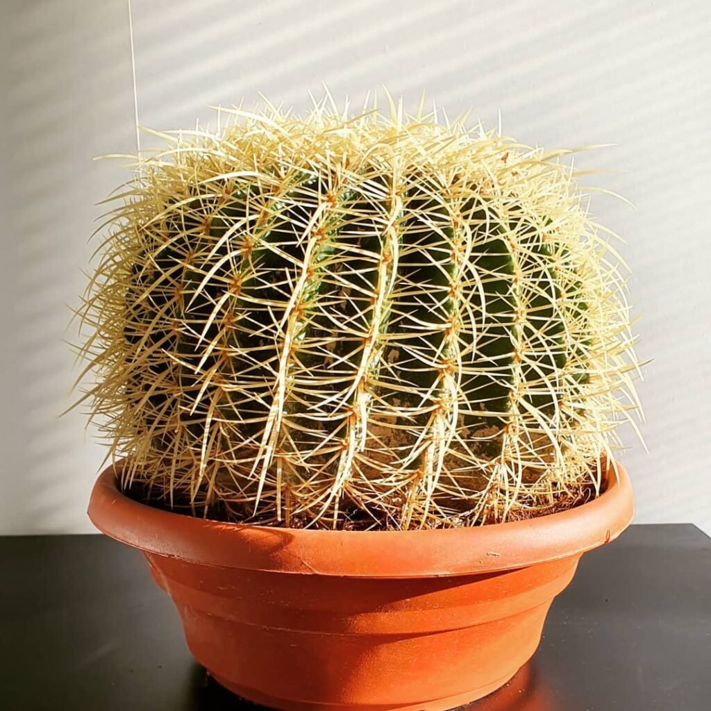 Echinocactus grusonii instagram @plantjunkieuk