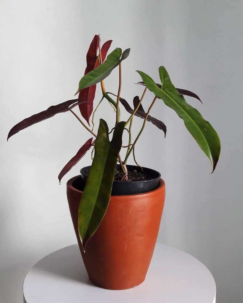 Philodendron atabapoense instagram @plantshop_official