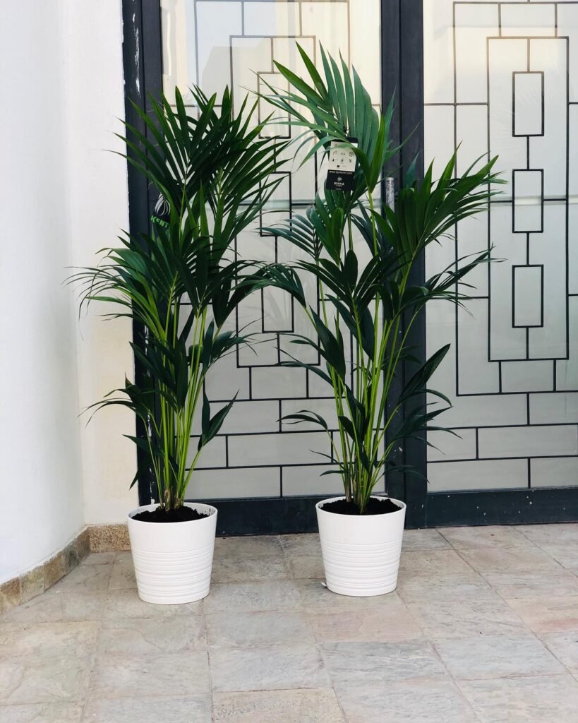 Kentia Palm instagram @plantshopbh