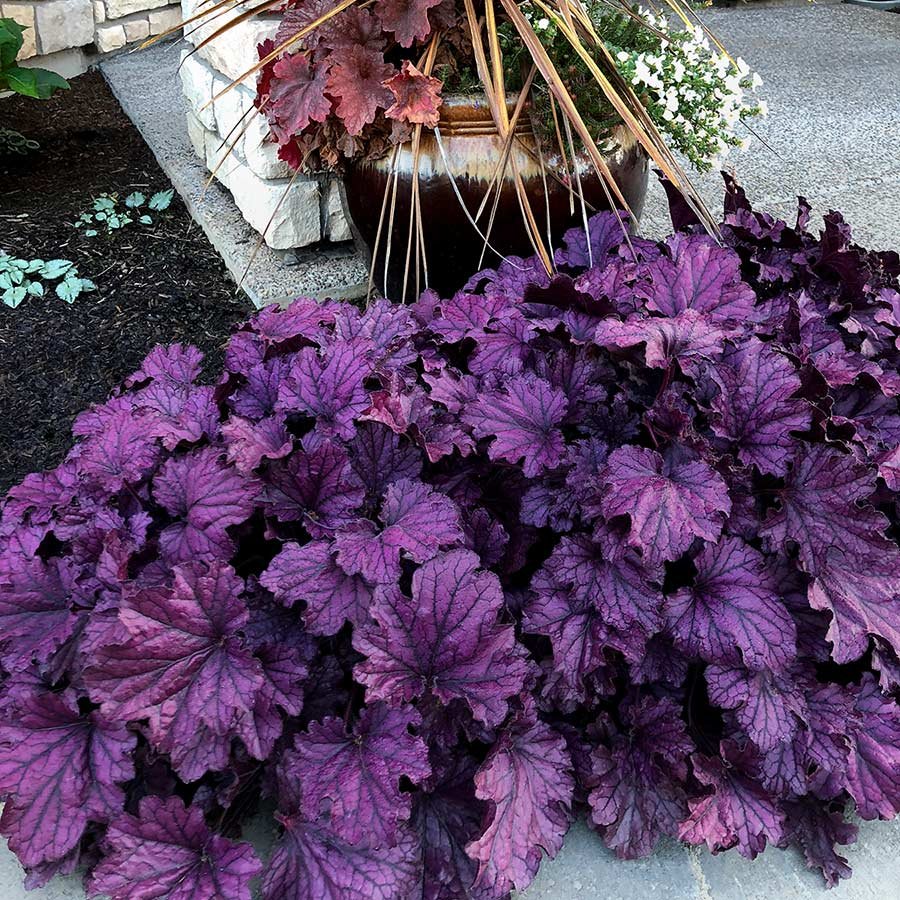 Heuchera Plant instagram @plantsinsider