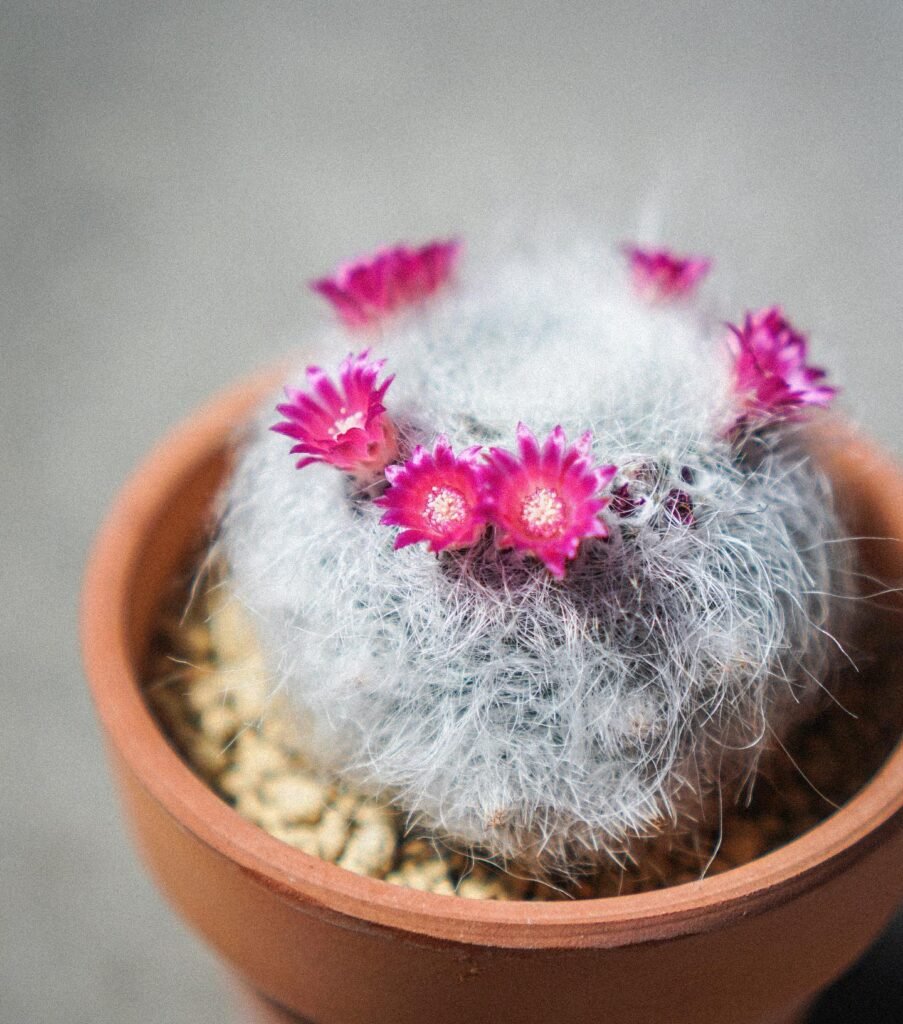 Mammillaria hahniana instagram @plantsvskookie