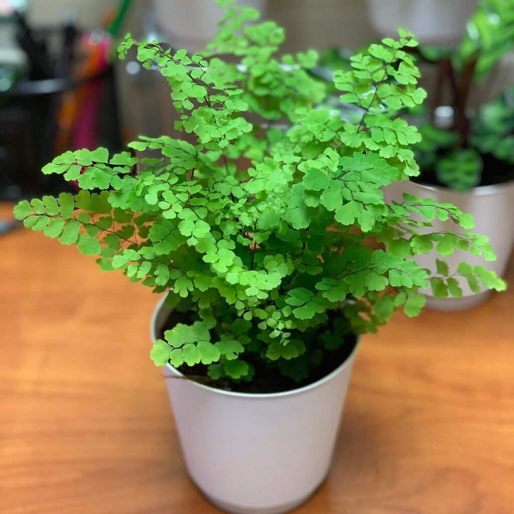 Adiantum raddianum instagram @planttalia