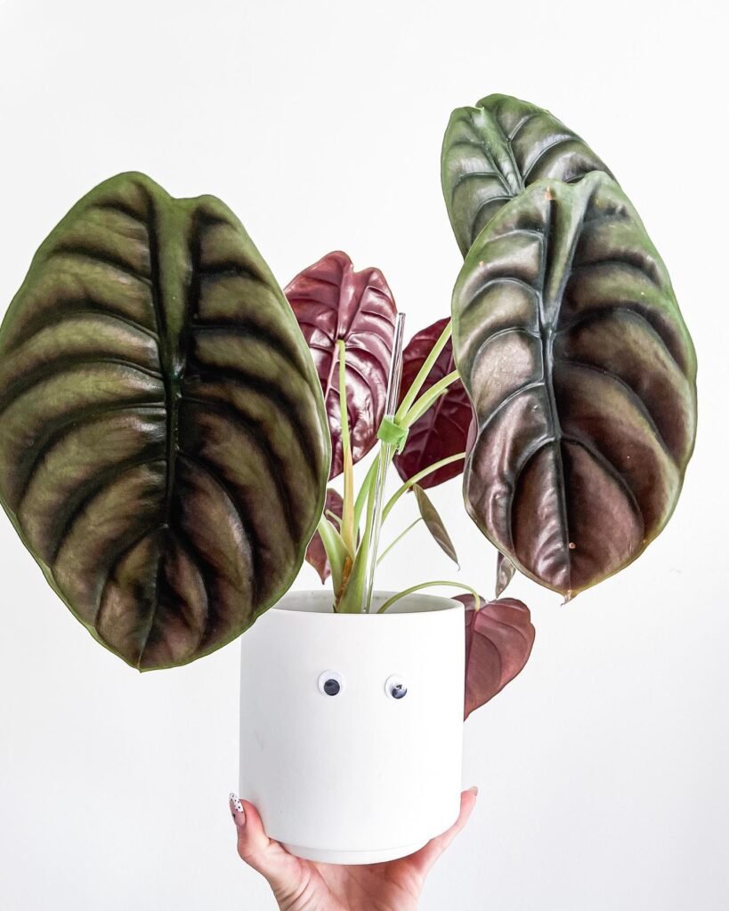 Alocasia Cuprea Red Secret instagram @rachplants