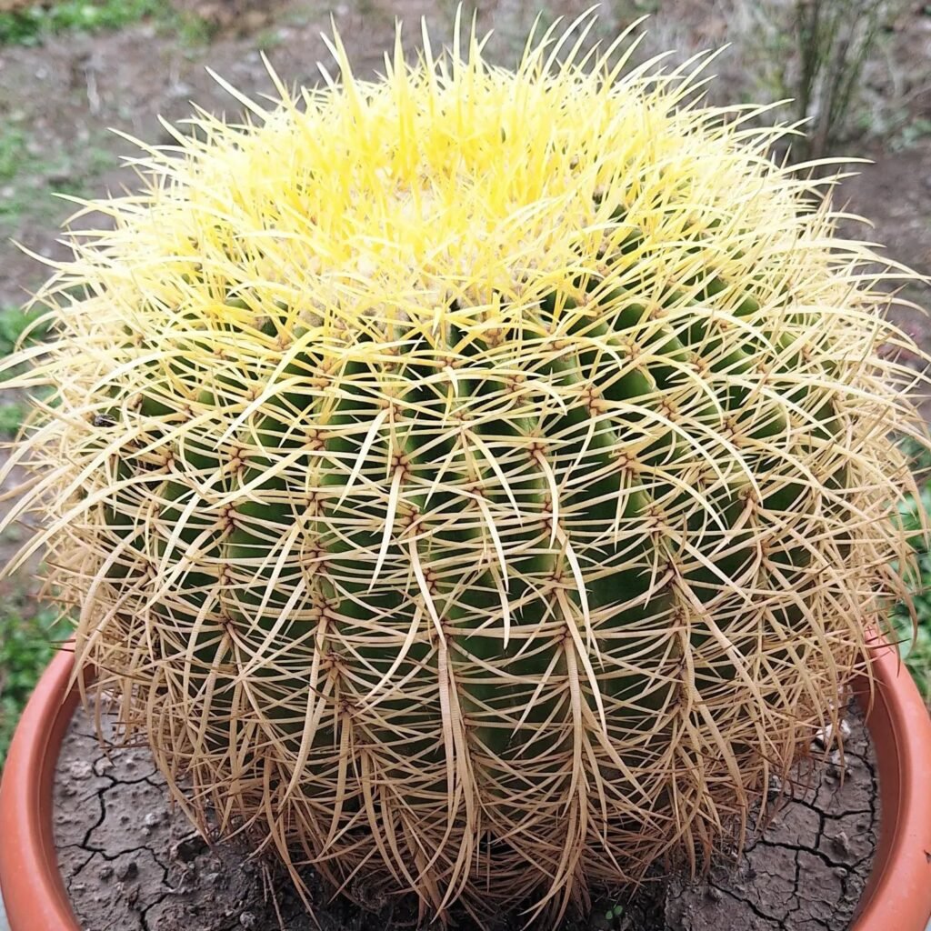 Echinocactus grusonii instagram @real_fvaccino