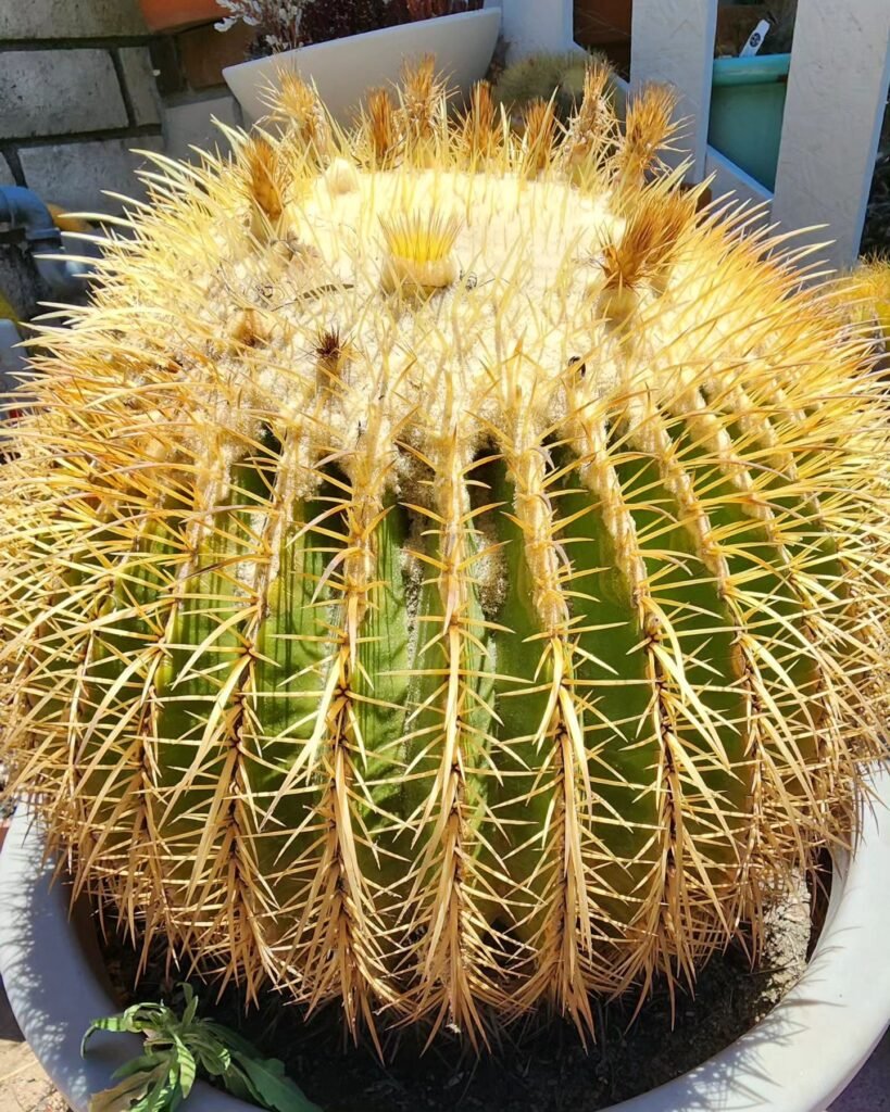 Echinocactus grusonii instagram @rmeadors