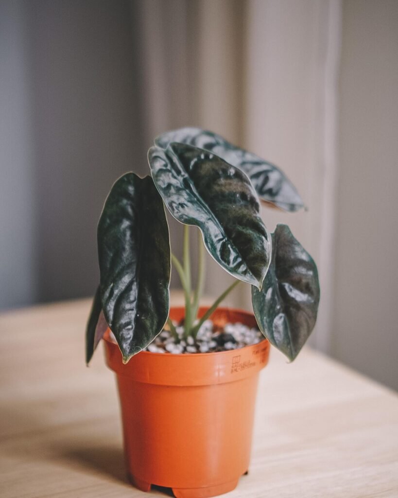 Alocasia Cuprea Red Secret instagram @sestraroom