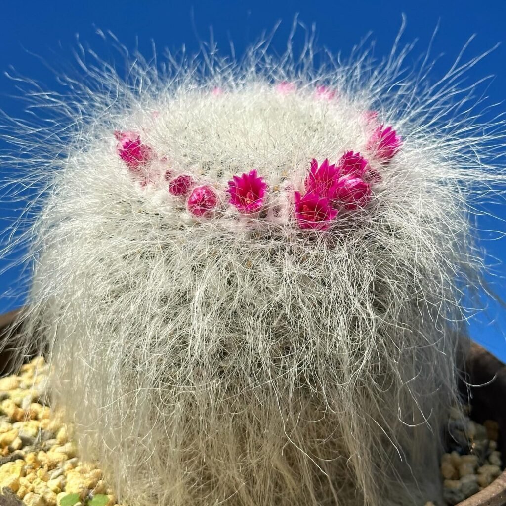 Mammillaria hahniana instagram @shabomaniac