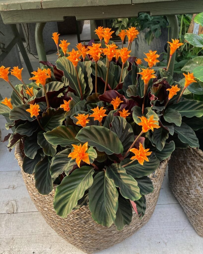 Calathea Crocata instagram @siflorfloricoltura