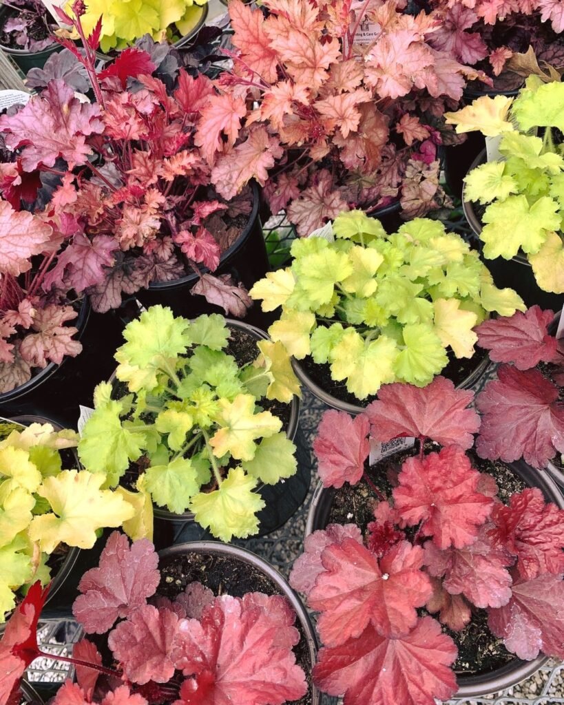 Heuchera Plant instagram @southwoodtulsa