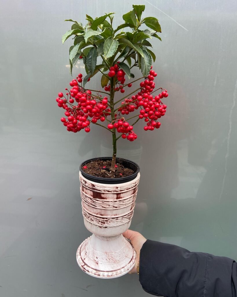 Ardisia crenata instagram @trabzonciceksaray