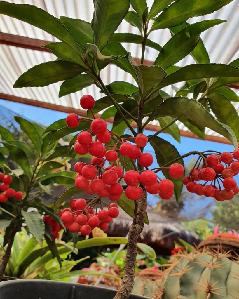 Ardisia crenata instagram @viveiroeflora_sj