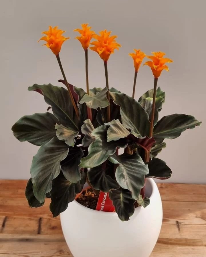 Calathea Crocata instagram @viverosducasse