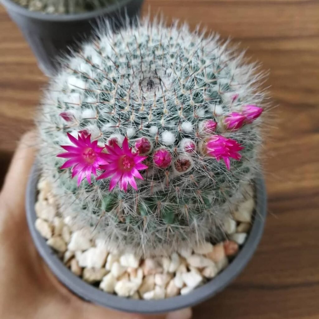 Mammillaria hahniana instagram @wichuladagarden