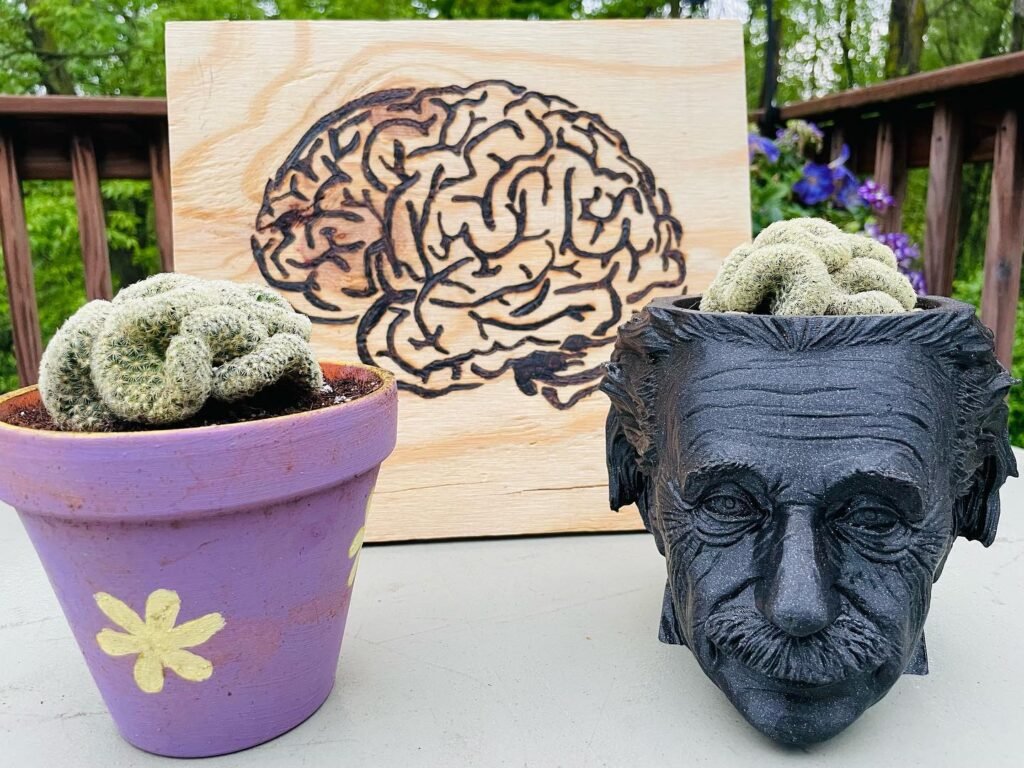 Brain Cactus instagram @seleena78