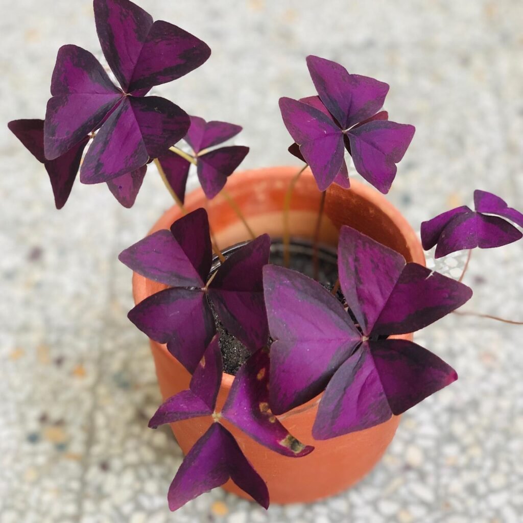 Oxalis Triangularis instagram @plantshopktm