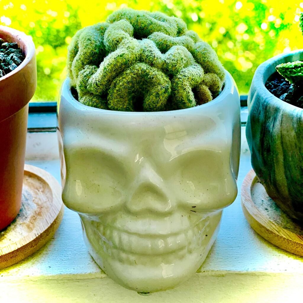 Brain Cactus instagram @be__happy_and_free