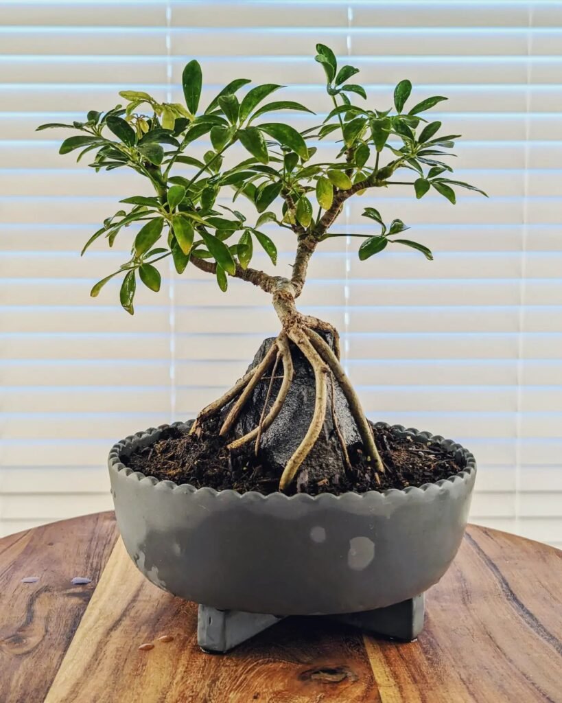 Schefflera bonsai - instagram @bonsaishibas