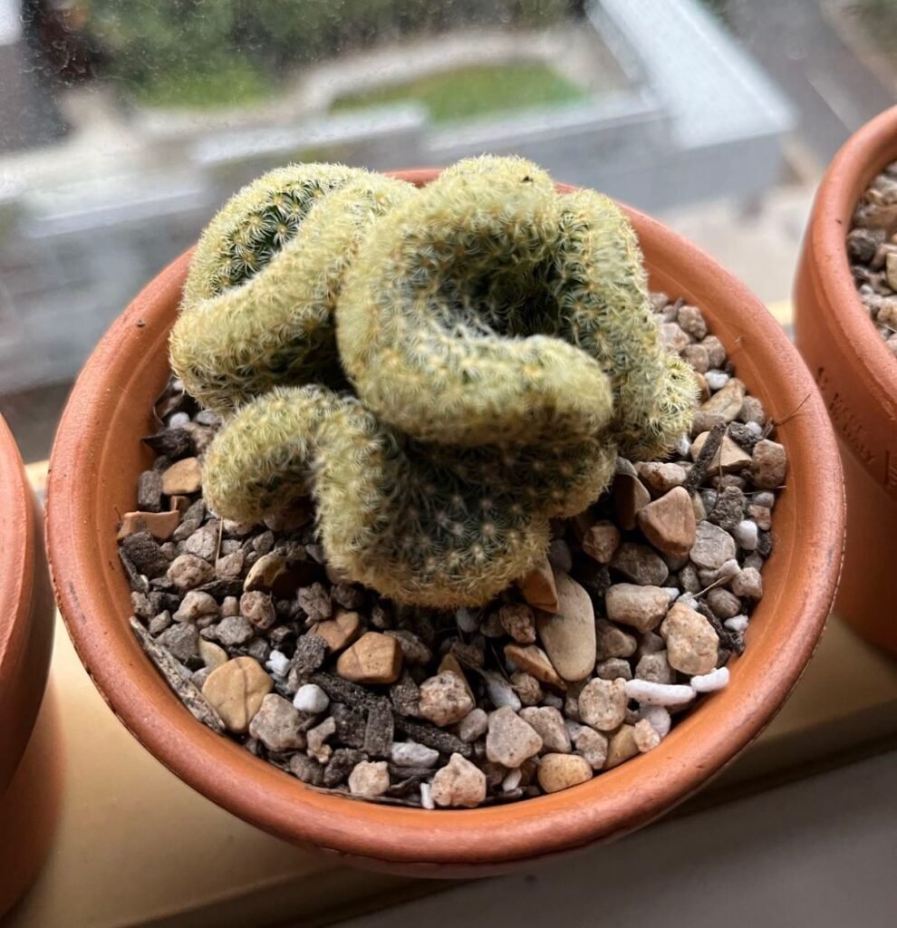 Grow Your Own Brain Cactus in the UK – Tips & Care