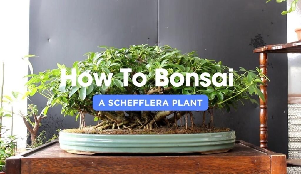 how to bonsai a schefflera plant - apentlandgarden.com
