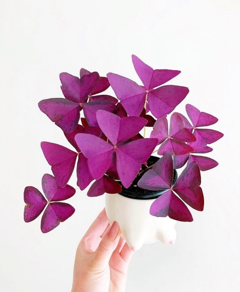 Oxalis Triangularis instagram @indoorplant_therapy