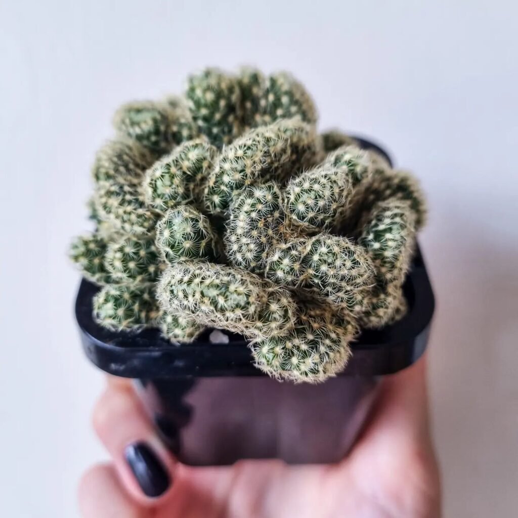 Brain Cactus instagram @_leaf.me_alone_