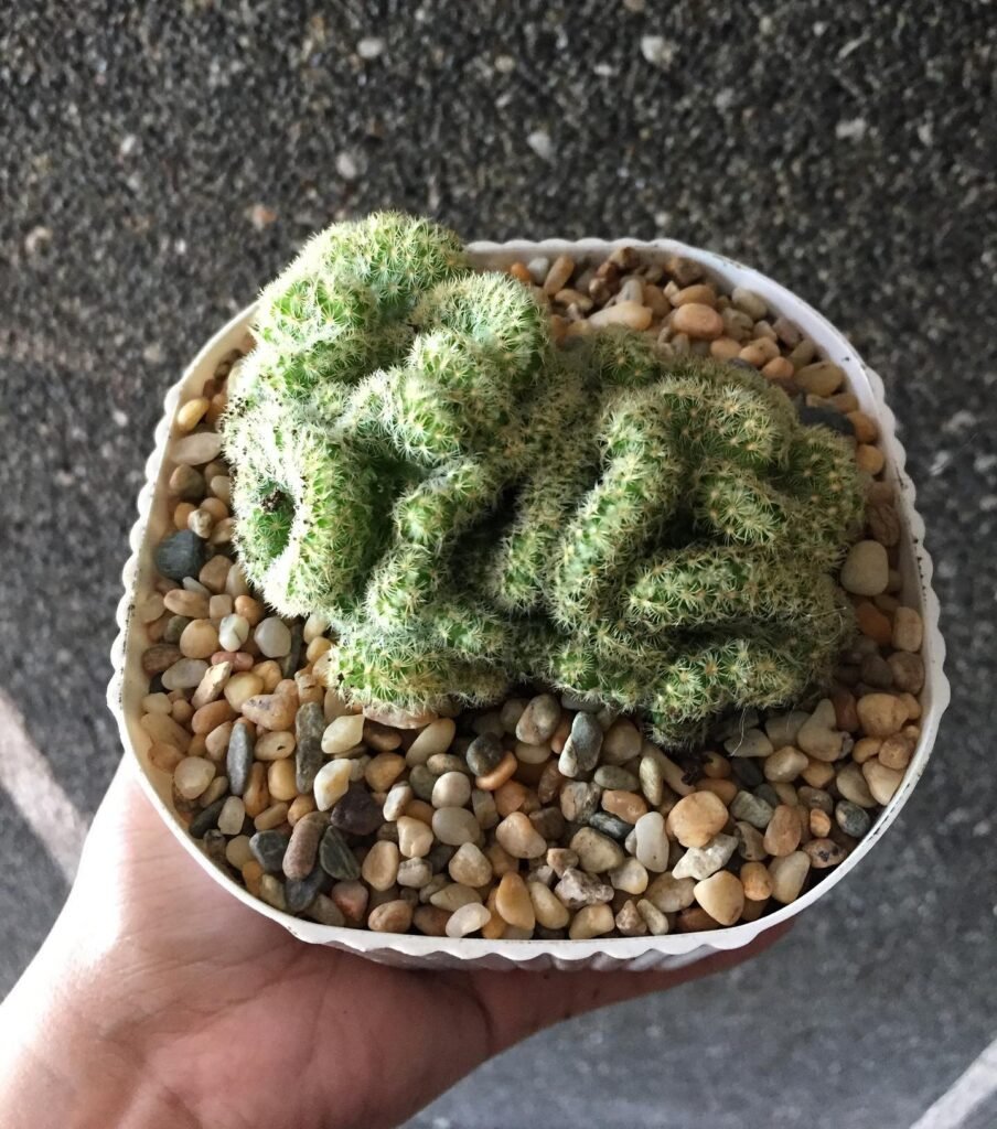 Brain Cactus instagram @mini_plantsph