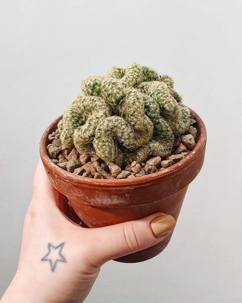 Brain Cactus instagram @oddplantlady