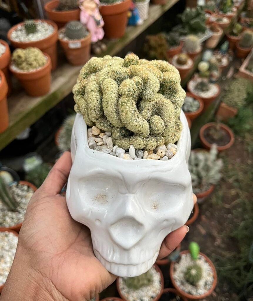 Brain Cactus instagram @plantsnpotsau