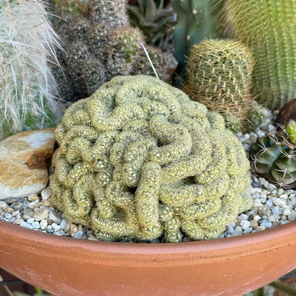 Brain Cactus instagram @seedsandsand